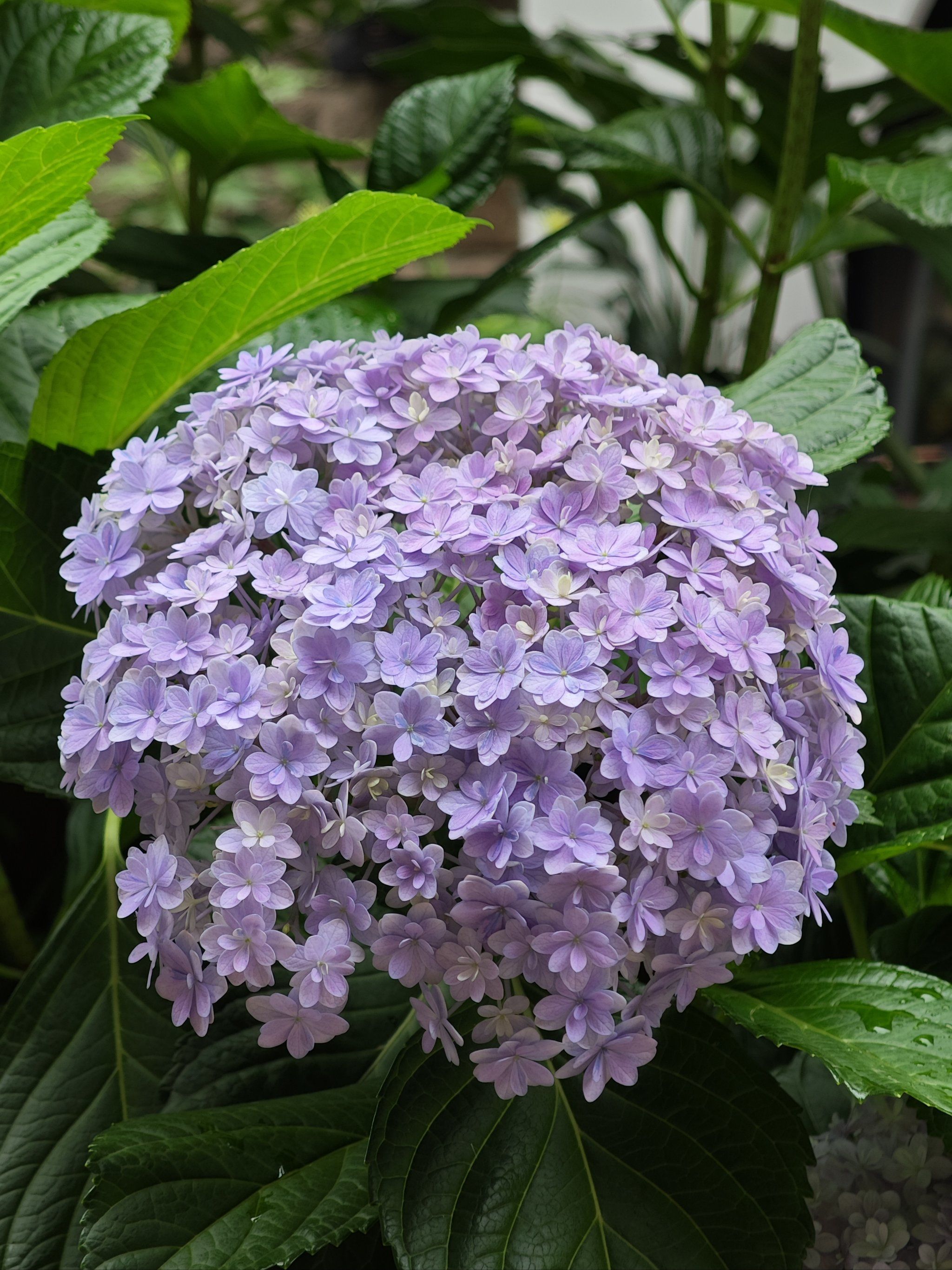 这朵紫色的绣球花真的击中了心巴