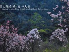 -九皇山景区