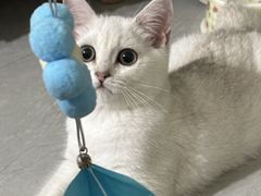 -柚子猫舍·精品猫舍购猫·猫咪认养·购宠·宠物店