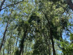 -合肥滨湖国家森林公园