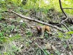 -北京上方山国家森林公园
