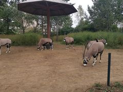 -大连森林动物园