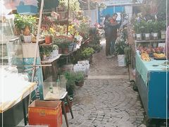 -曲阳花鸟市场(曲阳路店)