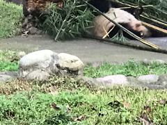 -都江堰中华大熊猫苑