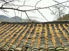 -千年银杏谷文化旅游区