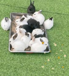 -萌宠亲子动物乐园(槐房万达店)