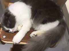 -飞行喵MR PILOT|猫舍·猫咖(静安大融城店)