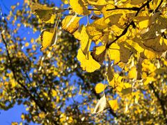 -浙江农林大学(东湖校区)