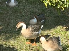 -海珠湖公园