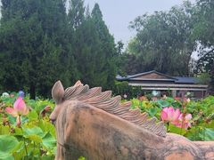 -莲花池公园