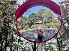 -铁山坪森林公园