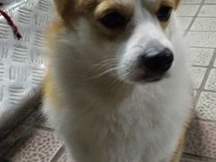 -小梁哥云吞面(黄贝岭店)