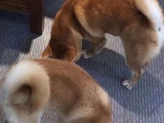 -柴源莊·柴小宠柴犬咖啡