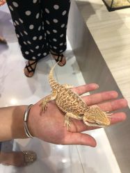 -Moni星球萌宠·小马宝莉·灵蛇·高端高阶全萌宠互动体验俱乐部(红豆国际广场店)
