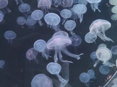 -海合安青岛极地海洋公园