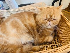 -猫友咖啡店(玉林西路店)