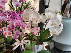 -溪岸路花鸟市场