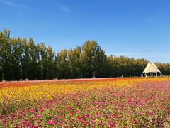 -金塔沙漠胡杨林景区
