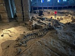 -自贡恐龙博物馆