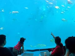 -瑞德姆美人鱼海底演艺主题餐厅(亚龙湾店)
