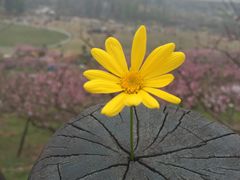 -秀丽东方