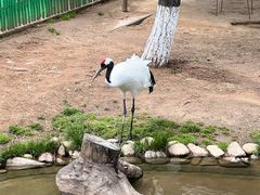 -西霞口神雕山野生动物世界