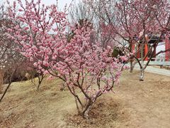 -北京西山国家森林公园