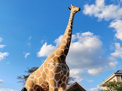 -西霞口神雕山野生动物世界