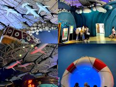 -烟台海昌鲸鲨海洋公园