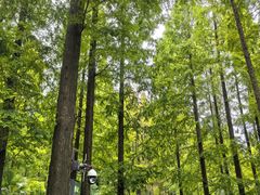 -黄海国家森林公园