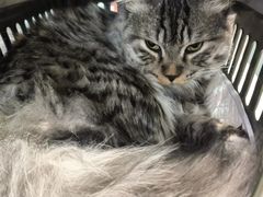 -纳吉亚猫专科动物医院·北北分院