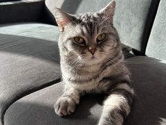 -瑞派宠物医院·犬猫全科·猫友好(宾水西道店)