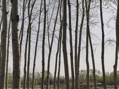 -大兴滨河森林公园