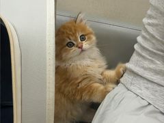 -安安宠医宠物医院·异宠·犬猫内科(岳阳分院)