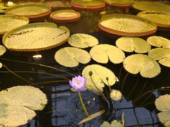 -国家植物园南园