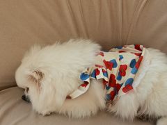 -怪兽屋·羊驼·猫咖·狗咖(俊华广场店)