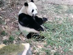 -都江堰中华大熊猫苑