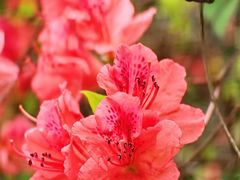 -上海佘山国家森林公园天马山园