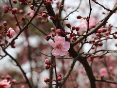 -香雪海