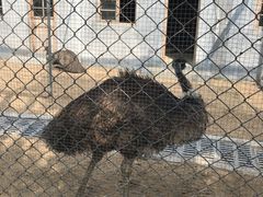 -太阳部落