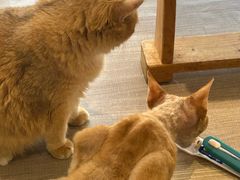 -藏猫猫咖啡主题馆(中央大道店)