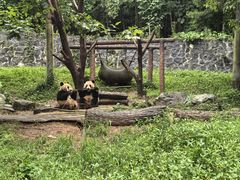 -都江堰中华大熊猫苑
