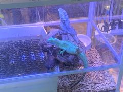 -酷以爬仙阁实体爬宠店·守宫·蜥蜴·专业繁育