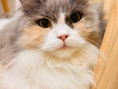 -楼上猫咖(罗湖店)