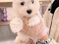 -翊宠yipet猫狗购宠庄园犬舍•猫舍