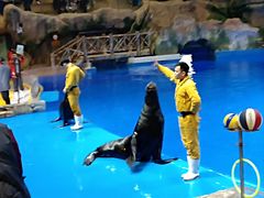 -芜湖新华联大白鲸海洋公园