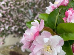 -CAPARESH開府莱舍(望京金辉店)