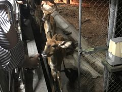 -清迈夜间动物园