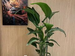 -XPEL旗舰店·汽车贴膜·隐形车衣·改色贴膜