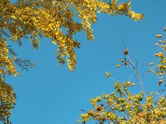 -三里屯东五街银杏大道